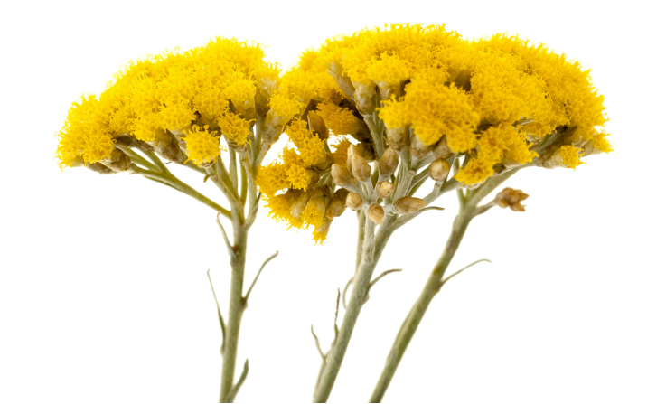 Helichrysum