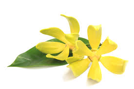 Ylang ylang květ
